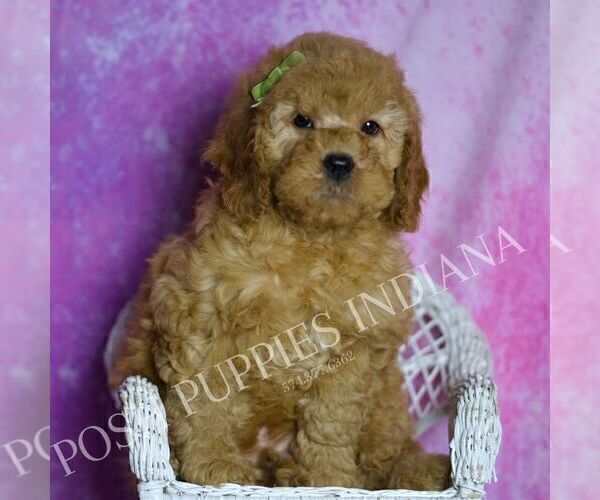 Medium Photo #42 Goldendoodle (Miniature) Puppy For Sale in WARSAW, IN, USA
