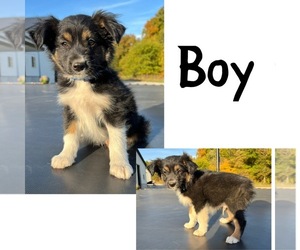 Miniature Australian Shepherd Puppy for sale in NEW WASHINGTN, IN, USA