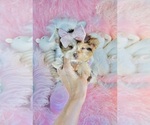 Hand delivery - Male Shiranian Puppy for Sale - Photo #5