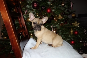 French Bulldog Puppy for sale in Marysville , WA, USA