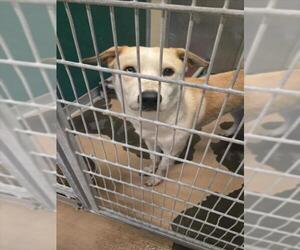 Gerberian Shepsky Dogs for adoption in Texas City, TX, USA