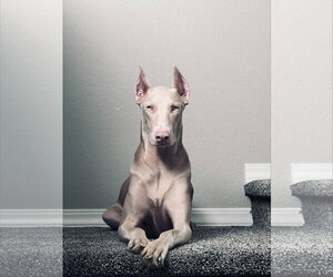 Doberman Pinscher-Unknown Mix Dogs for adoption in Buffalo, MN, USA