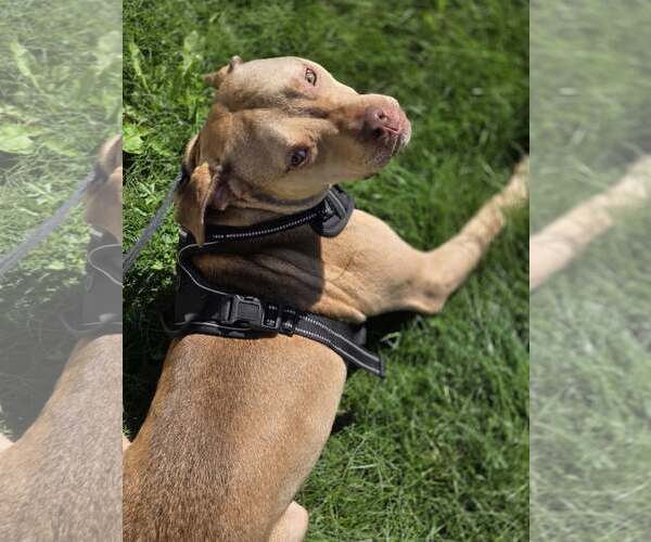 Medium Photo #4 American Pit Bull Terrier-Staffordshire Bull Terrier Mix Puppy For Sale in Princeton, MN, USA