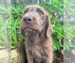 Labradoodle Puppy for sale in PEMBROKE, GA, USA