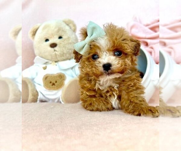 Medium Photo #22 Poodle (Toy) Puppy For Sale in THONOTOSASSA, FL, USA