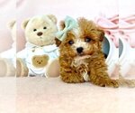 Small #21 Poodle (Toy)