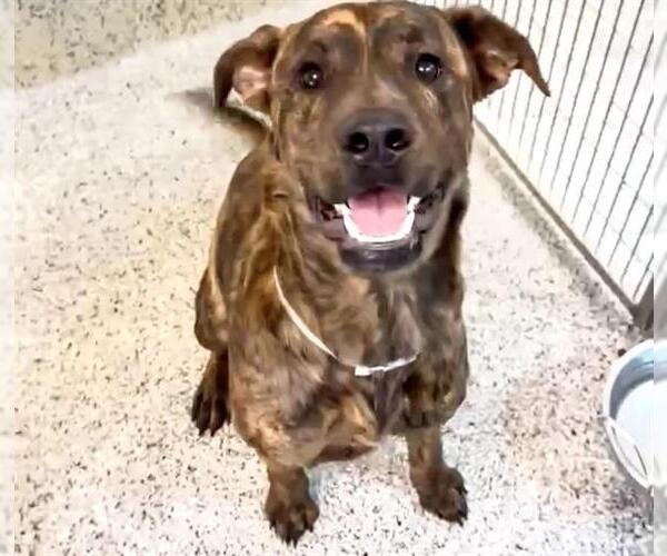 Medium Photo #2 Plott Hound-Unknown Mix Puppy For Sale in Houston, TX, USA