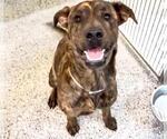 Small #1 Plott Hound Mix