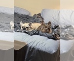 Small #11 French Bulldog