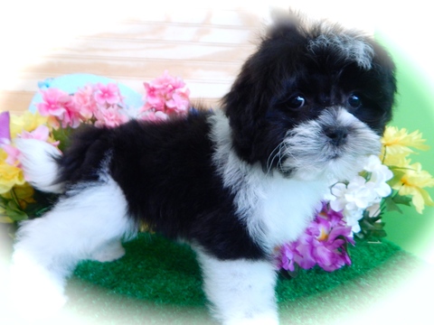 Medium Photo #1 ShihPoo Puppy For Sale in HAMMOND, IN, USA