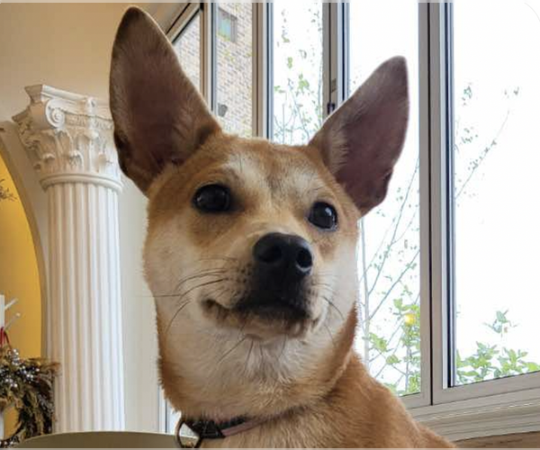Medium Photo #1 Shiba Inu-Unknown Mix Puppy For Sale in San Ramon, CA, USA