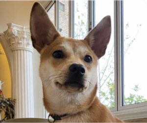 Shiba Inu-Unknown Mix Dogs for adoption in San Ramon, CA, USA