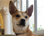 Small Shiba Inu Mix