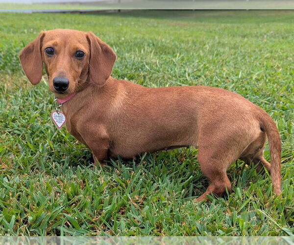 Medium Photo #2 Dachshund Puppy For Sale in Shelbyville, TN, USA