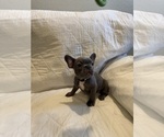 Small #2 French Bulldog
