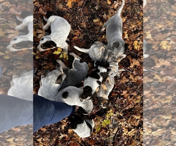 Medium Photo #13 Australian Cattle Dog Puppy For Sale in OREGON HOUSE, CA, USA
