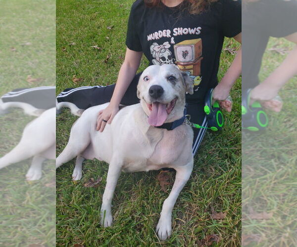 Medium Photo #8 American Pit Bull Terrier-Unknown Mix Puppy For Sale in Brewster, NY, USA