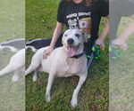Small #7 American Pit Bull Terrier Mix