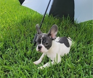 French Bulldog Puppy for sale in HOLLYWOOD, FL, USA