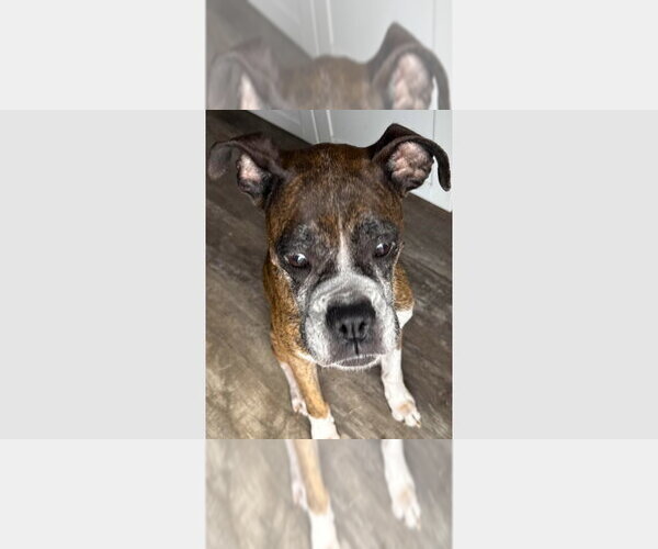 Medium Photo #1 Boxer Puppy For Sale in Austin, TX, USA