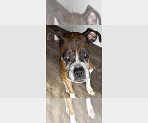 Boxer Dogs for adoption in Austin, TX, USA