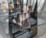 Small Photo #3 English Bulldog Puppy For Sale in NORFOLK, VA, USA