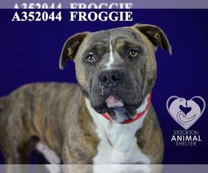 American Pit Bull Terrier Dogs for adoption in Stockton, CA, USA