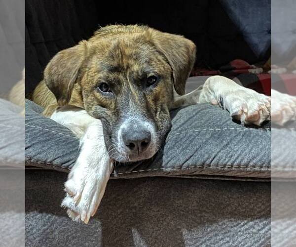 Medium Photo #2 Anatolian Shepherd-Unknown Mix Puppy For Sale in Crystal, MN, USA