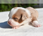 Small #2 Miniature Australian Shepherd