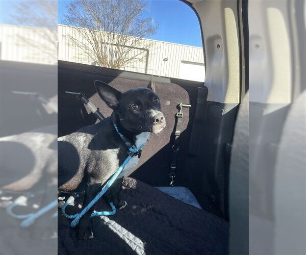 Medium Photo #8 Cardigan Welsh Corgi-German Shepherd Dog Mix Puppy For Sale in Texarkana, TX, USA