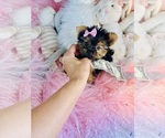 Small #15 Yorkshire Terrier
