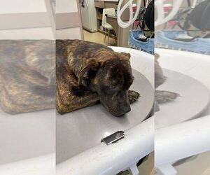 American Pit Bull Terrier-Unknown Mix Dogs for adoption in Calgary, Alberta, Canada