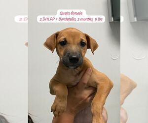 Labrador Retriever-Unknown Mix Dogs for adoption in Jefferson, NJ, USA