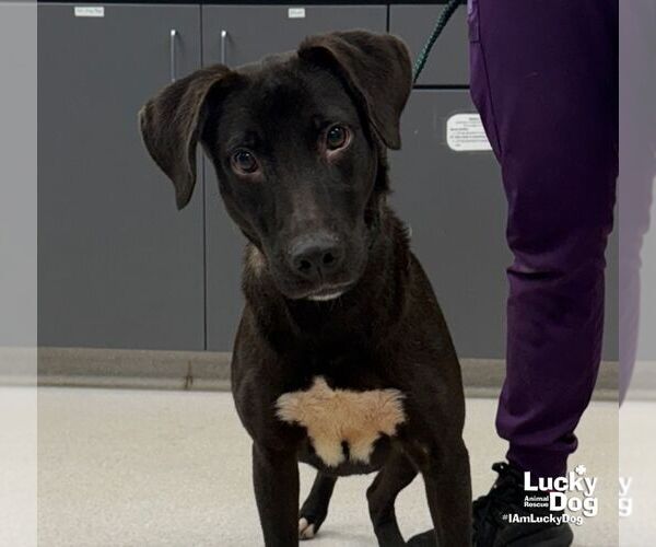 Medium Photo #1 Labrador Retriever-Retriever  Mix Puppy For Sale in Washington, DC, USA