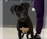 Small Labrador Retriever-Retriever  Mix