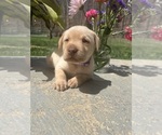Small #1 Labrador Retriever