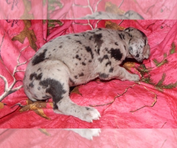 Medium Photo #7 Great Dane Puppy For Sale in SPRAGGS, PA, USA