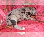 Small Photo #7 Great Dane Puppy For Sale in SPRAGGS, PA, USA