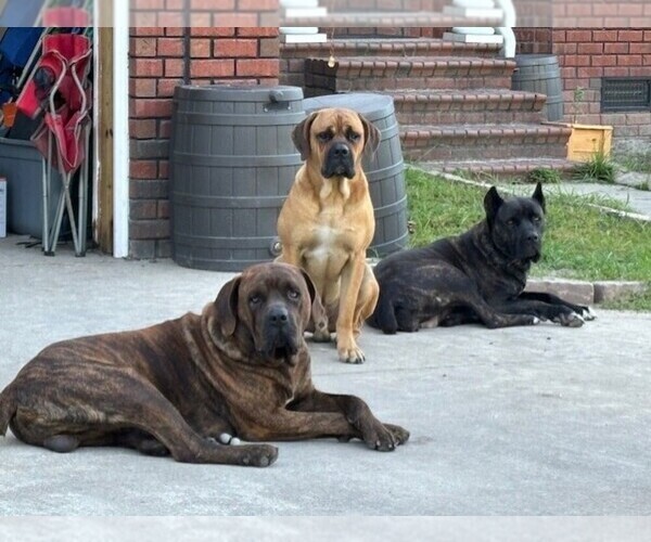 Medium Photo #12 Cane Corso Puppy For Sale in FAYETTEVILLE, NC, USA