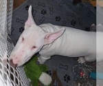 Small Photo #8 Bull Terrier Puppy For Sale in LONG BEACH, CA, USA