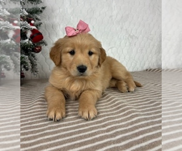Medium Photo #5 Golden Retriever Puppy For Sale in GREENFIELD, IN, USA