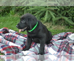 Small #2 Labrador Retriever