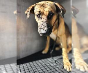 Mastiff-Unknown Mix Dogs for adoption in San Antonio, TX, USA