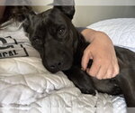 Small #6 Mutt