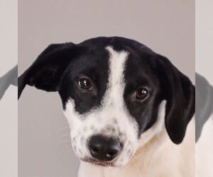 Beagle-Border Collie Mix Dogs for adoption in Sheridan, CO, USA