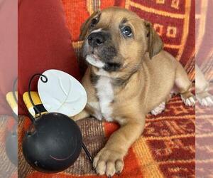 Labrador Retriever-Unknown Mix Dogs for adoption in San Diego, CA, USA