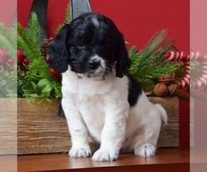 Cock-A-Poo Puppy for sale in TERRE HILL, PA, USA