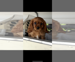 Small #1 Cavalier King Charles Spaniel