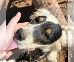 Colonial Cocker Spaniel-Unknown Mix Dogs for adoption in Rutherfordton, NC, USA