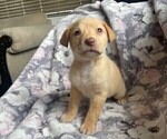 Small Photo #4 Labrador Retriever Puppy For Sale in PENROSE, CO, USA
